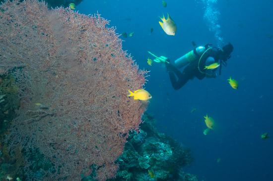 Corals at Menjangan Island, Bali