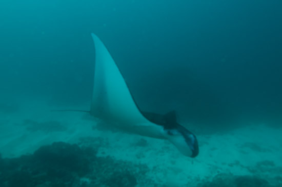 Manta Ray at Manta Point, Nusa Lembongan, Bali