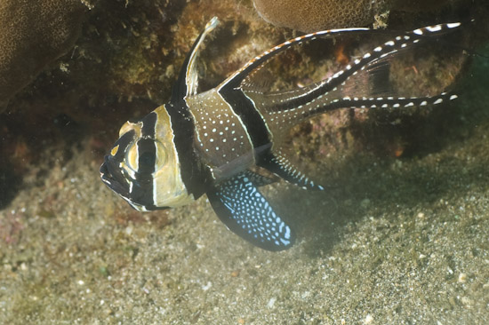 Banggai Cardinal Fish, Secret Bay, Bali