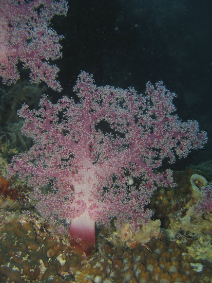 Soft Coral