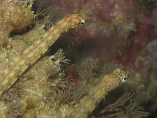 Two Pipefish