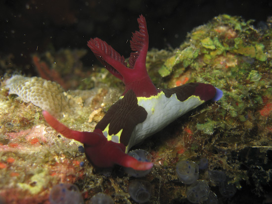 Nudibranch