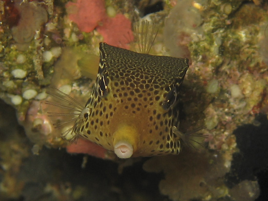 Boxfish