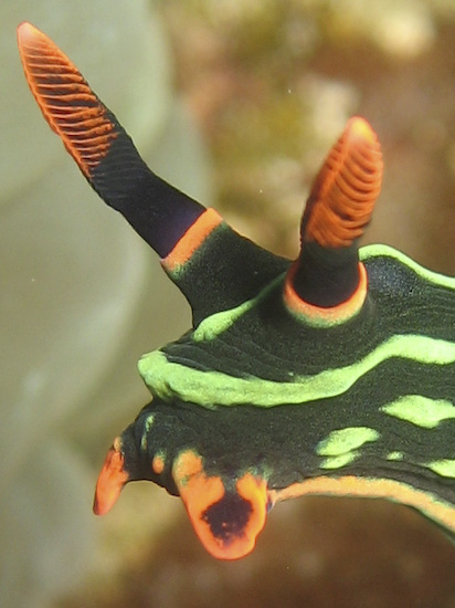 Nudibranch Headshot