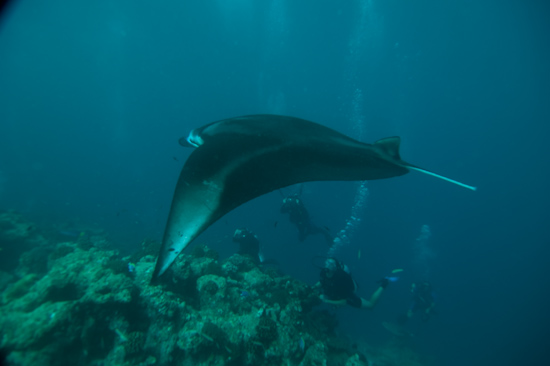 Manta Ray at Hani Faru