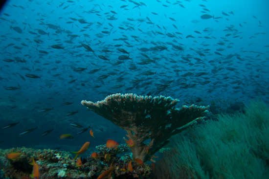 Maldives seascape