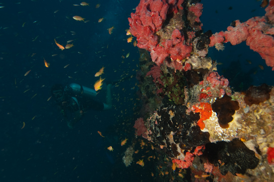 Kuda Giri Wreck, Maldives