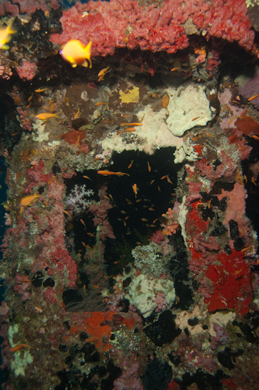 Bridge Window, Kuda Giri Wreck, Maldives