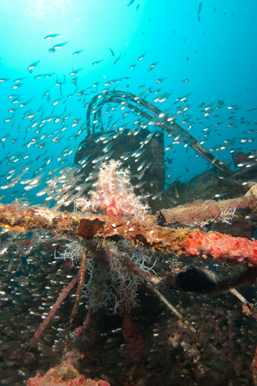 Glassfish on the Kuda Giri Wreck, Maldives