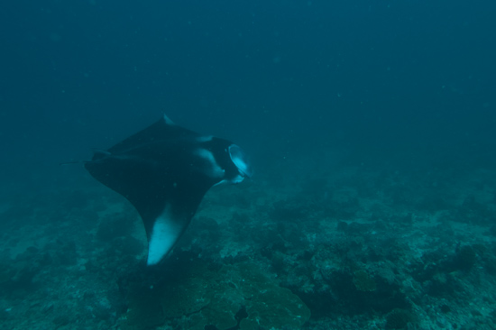 Manta Ray, Lankan