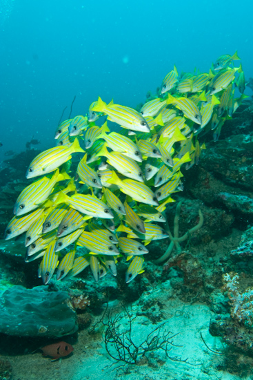 Yellow Snapper, Maldives