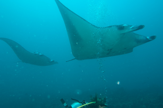 Incoming Manta Rays, Lankan, Maldives