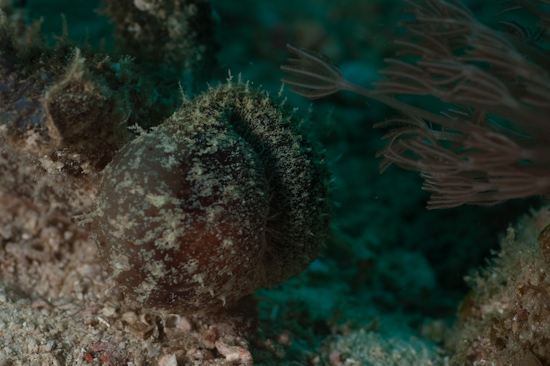 Melibe Nudibranch