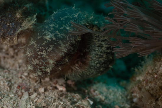 Melibe Nudibranch