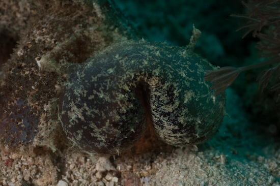 Melibe Nudibranch