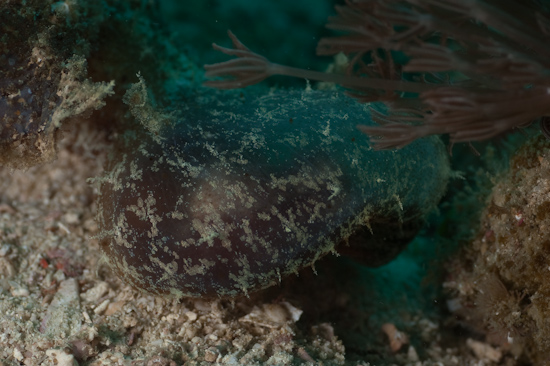 Melibe Nudibranch