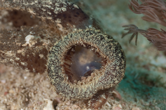 Melibe Nudibranch