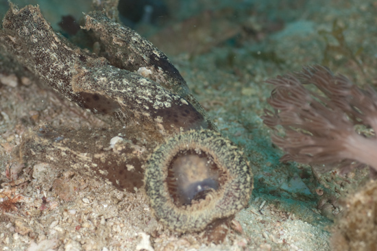 Melibe Nudibranch