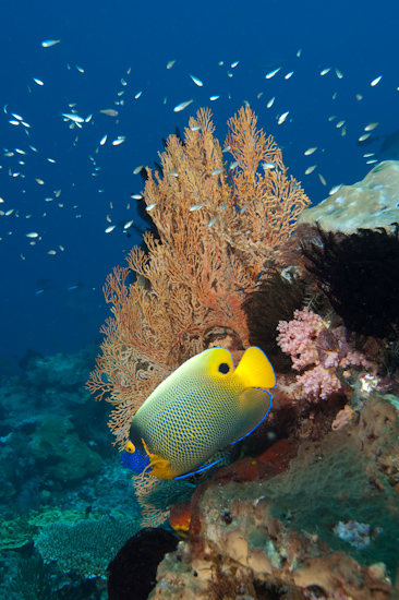 Reef Scene, Castle Rock