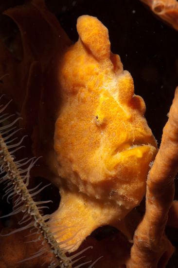 Orange Frogfish