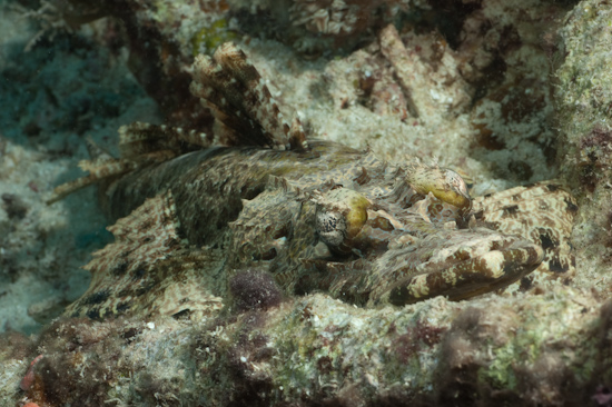 Crocodile Fish, Sabolan