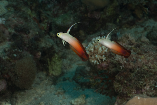 Fire Gobies