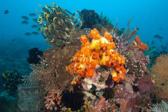 Reef Scene, Tatawa Besar