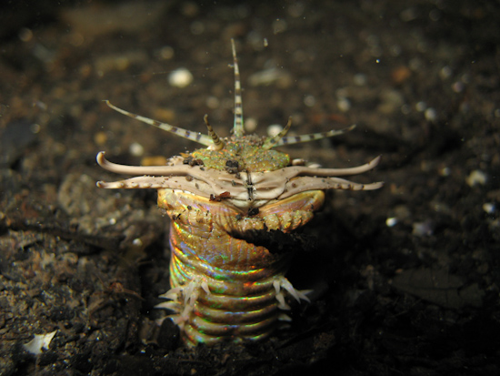 Bobbitt Worm, Torpedo Alley Night Dive