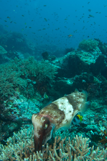 Cuttlefish with Eggs, Castle Rock