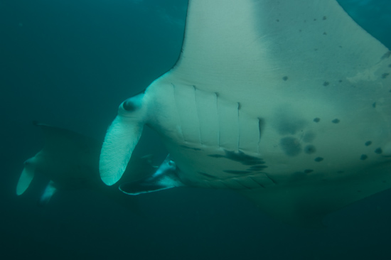 Manta Ray Squadron, Manta Alley