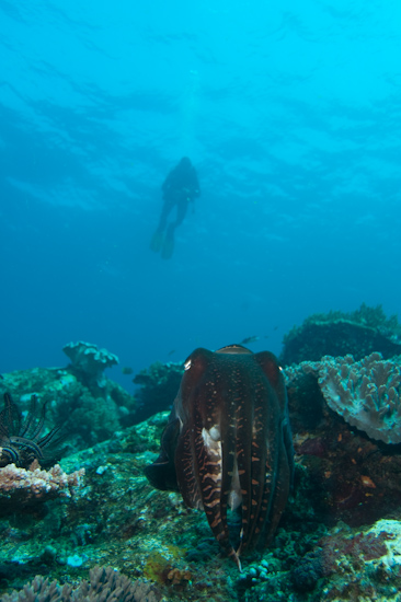 Cuttlefish And Diver, Castle Rock
