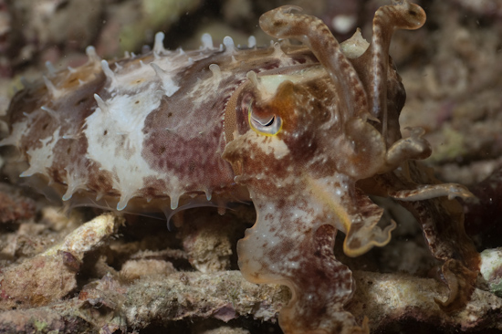 Cuttlefish, Wainilu