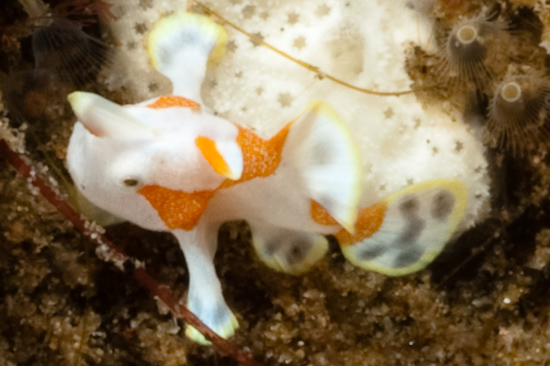 Baby Clown Frogfish, Dauin, Philippines