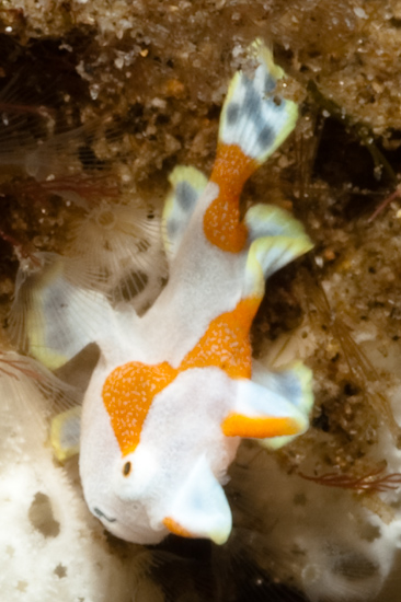 Baby Clown Frogfish, Dauin, Philippines