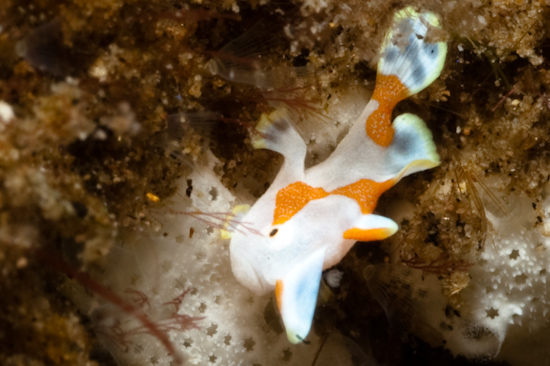 Baby Clown Frogfish, Dauin, Philippines