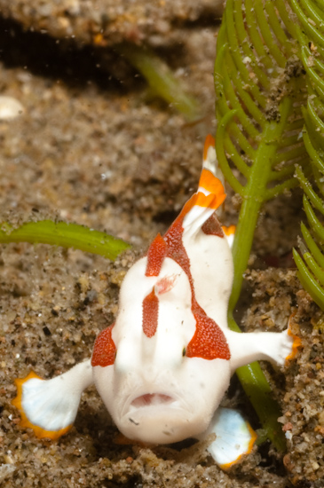 Clown Frogfish, Dauin, Philippines