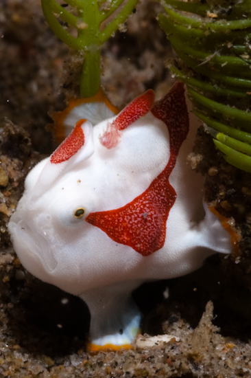 Clown Frogfish, Dauin, Philippines