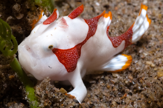 Clown Frogfish, Dauin, Philippines