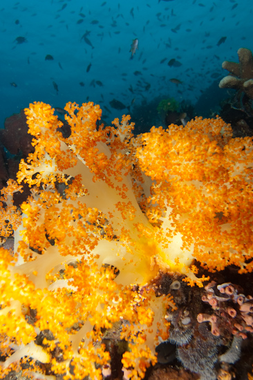 Soft Coral, Tatawa Besar © Chris Mitchell