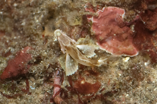 Juvenile Rhinopia, Torpedo Alley, Komodo © Chris Mitchell