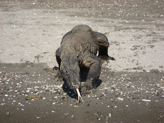 Komodo Dragon, Horseshoe Bay, Komodo National Park