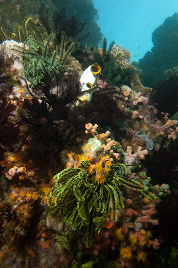 Yellow Wall, Horseshoe Bay, Komodo © Chris Mitchell