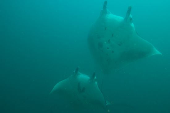 Manta Rays, Manta Alley © Chris Mitchell