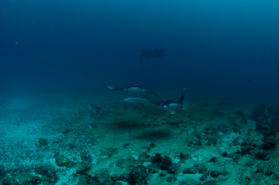 Maldives Manta Rays Donkalo 1