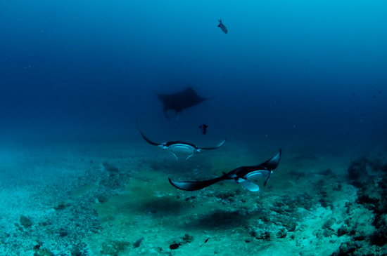 Maldives Manta Rays Donkalo 2