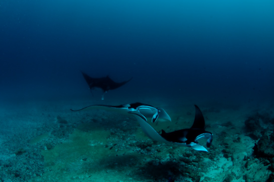 Maldives Manta Rays Donkalo 3