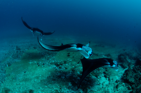 Maldives Manta Rays Donkalo 4