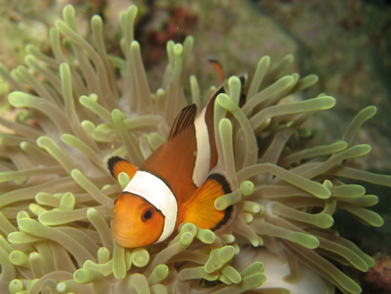 Clownfish Thailand