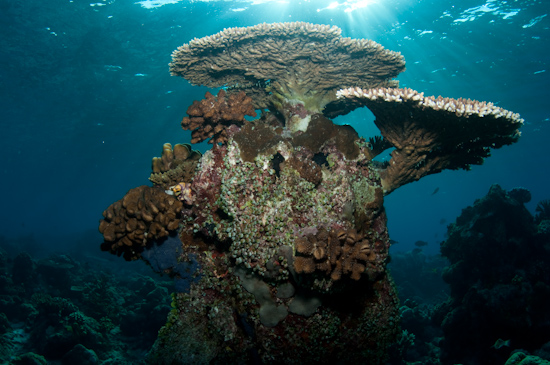 Sunlight on a plate coral bommie, Kalimantan