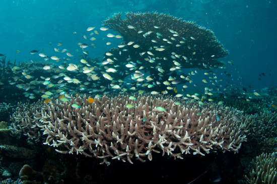 Palau Balembangan